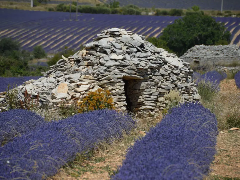 A borie, a dry-stone shepherd’s hut, between the rows of lavender