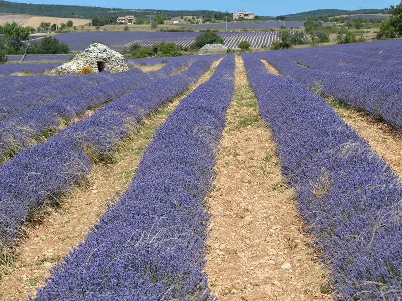 Rows of lavender leading to a borie, with more fields and farmhouses beyond