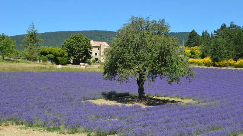 A lone tree in a flowering lavender field, with a stone farmhouse and yellow broom behind
