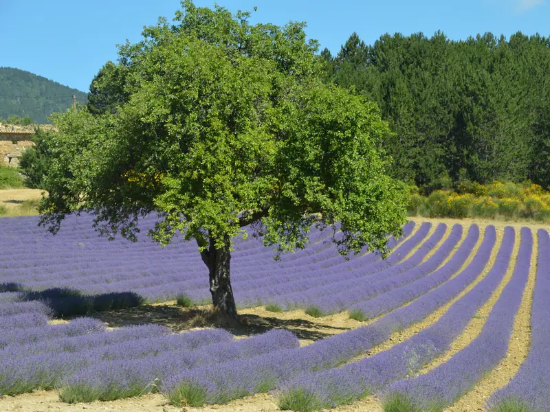 A tree among curving rows of lavender, with pines and flowering broom at the edge of the field