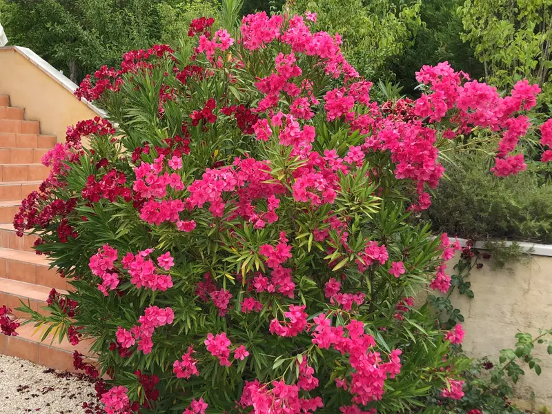 Een roze oleander in volle bloei naast de trap